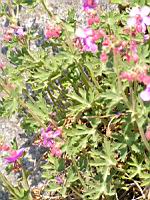 Geranium a long rhizome - Geranium Macrorrhizum (fam. Geraniacees) (Alpes occidentales) (1) (Photo F. Mrugala)